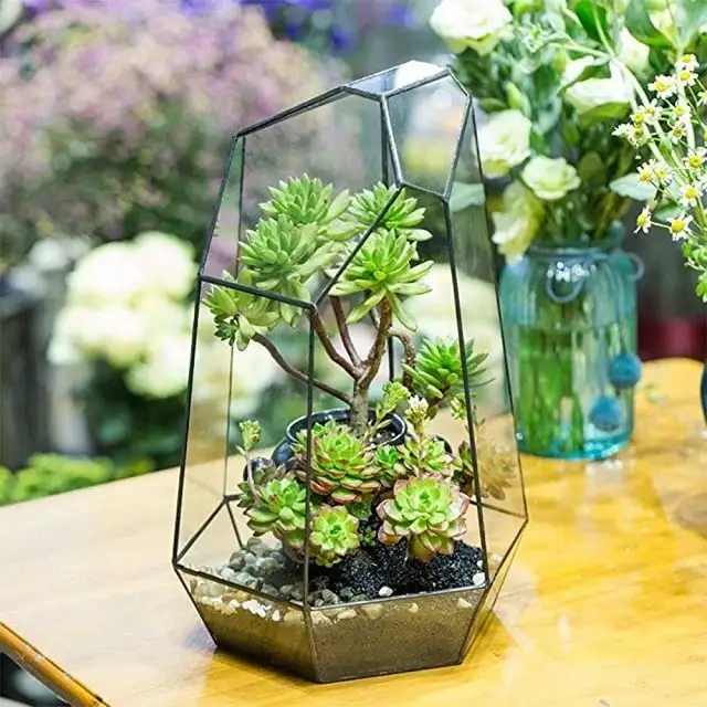 Bỏ túi ngay Top những loại cây để bàn làm việc hợp mệnh Kim