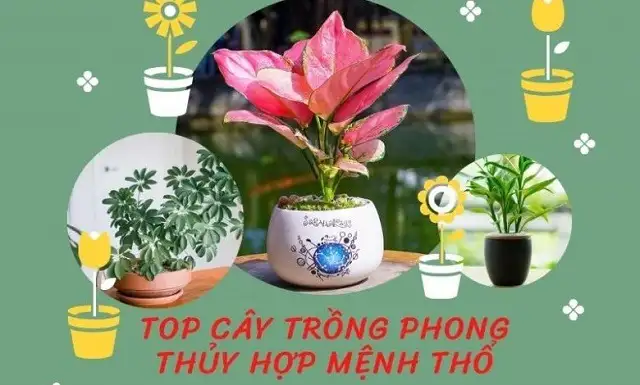 Cây để bàn làm việc hợp mệnh thổ
