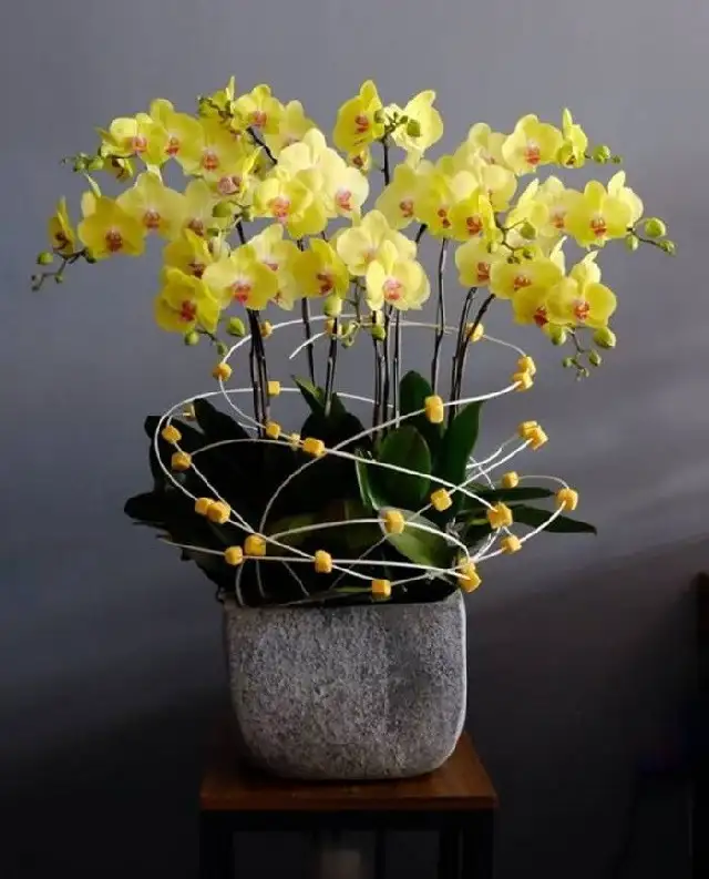 Cây Phong Lan Vàng