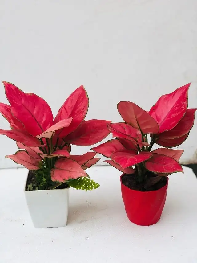Cây Vạn Lộc