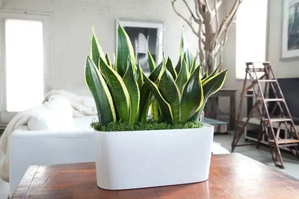 Cây lưỡi hổ để bàn đẹp