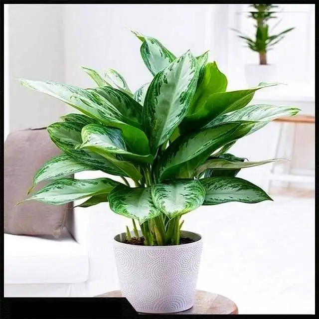 Cây ngân hậu để bàn hợp người mệnh Mộc