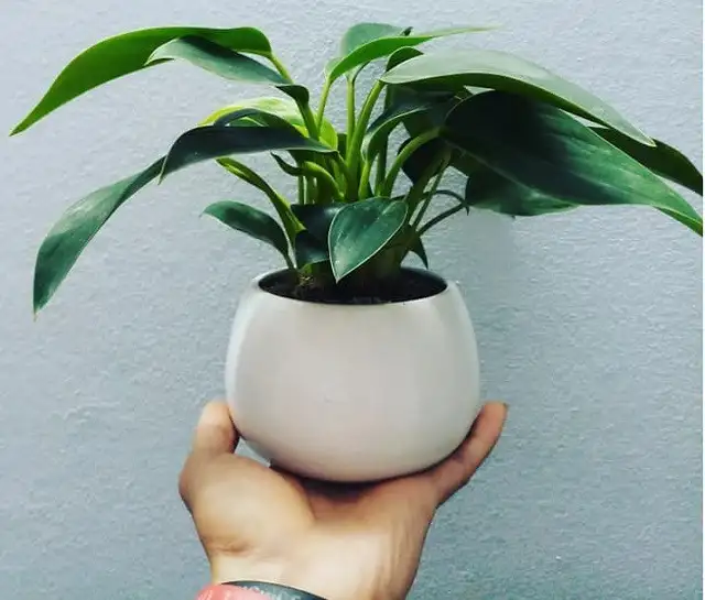 Cây trầu bà đế vương xanh