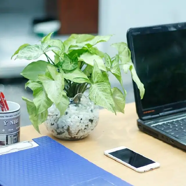 Cây tróc bạc - Loài cây đẹp hợp với người mệnh Thủy