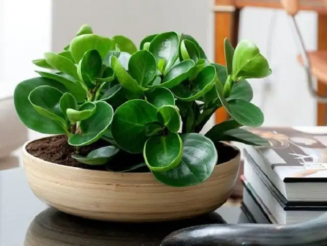 Cây trường sinh để bàn làm việc
