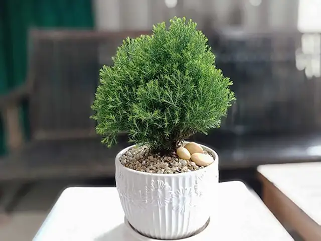 Cây tùng bồng lan hợp nhất người mệnh Thủy