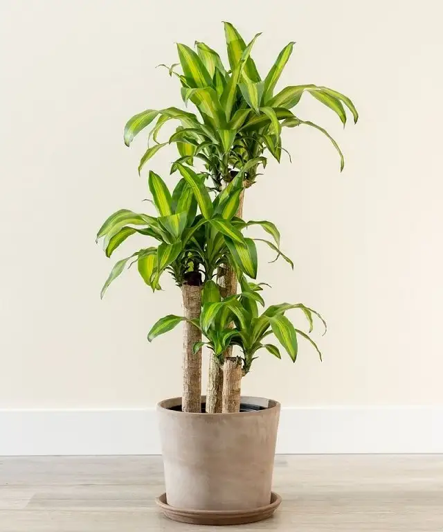 Chú ý các loại cây khắc mệnh