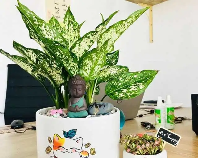 Lựa chon ngay cây ngọc ngân khi trang trí bàn làm việc người mệnh Thủy