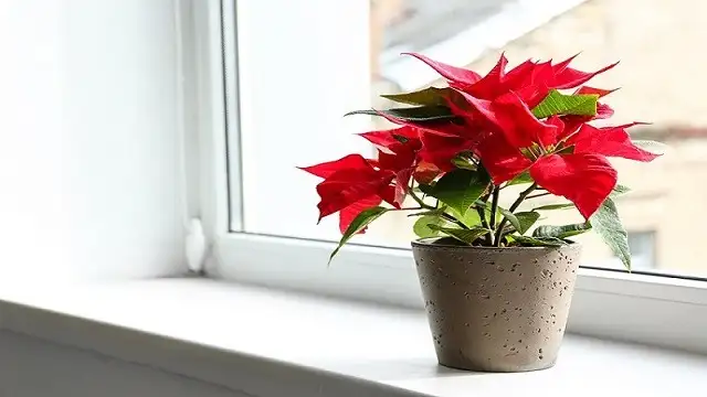 Người mệnh Thủy tránh trồng các loài cây tương khắc
