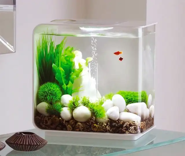 Trang trí bàn làm việc với bể cá mini