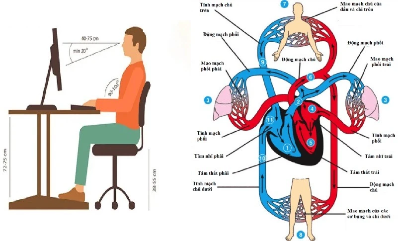 Tư thế ngồi làm việc đúng giúp lưu thông, tuần hoàn máu tốt