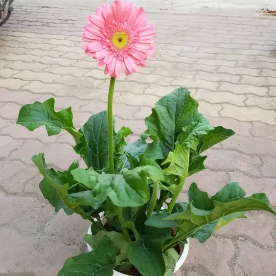 Cây hoa đồng tiền