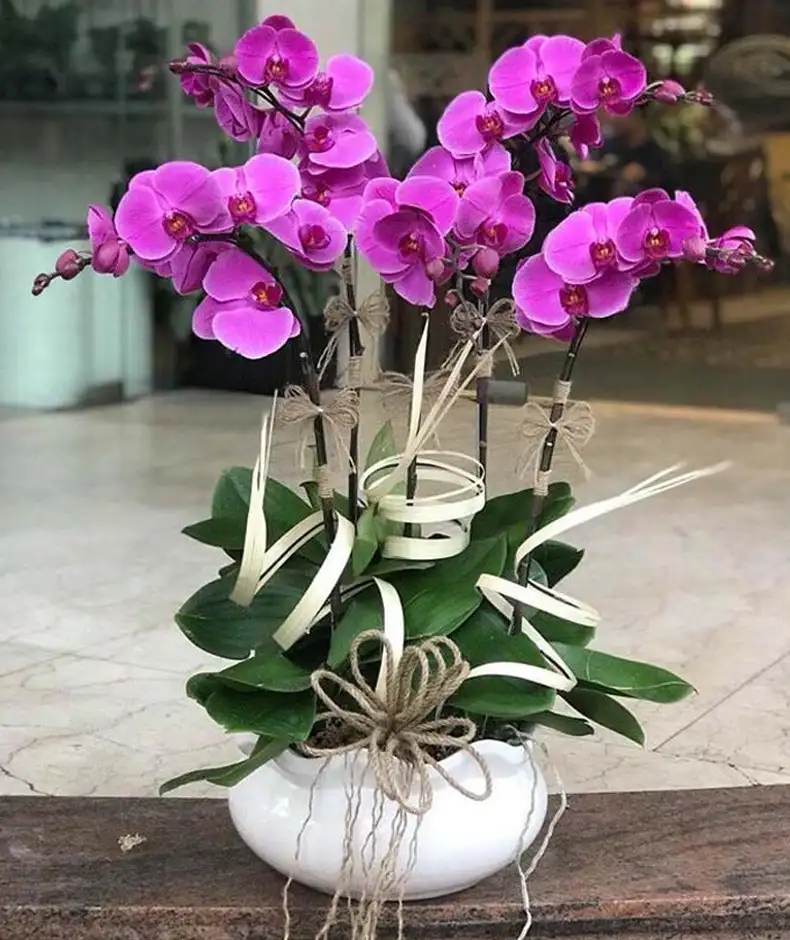 Cây lan hồ điệp