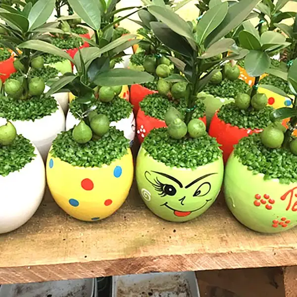 Cây may mắn