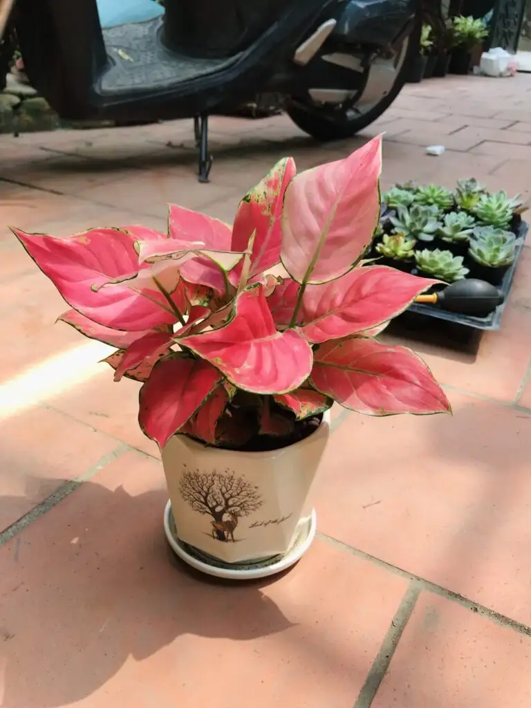 Cây vạn lộc