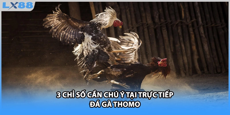 3 chỉ số cần chú ý tại trực tiếp đá gà Thomo