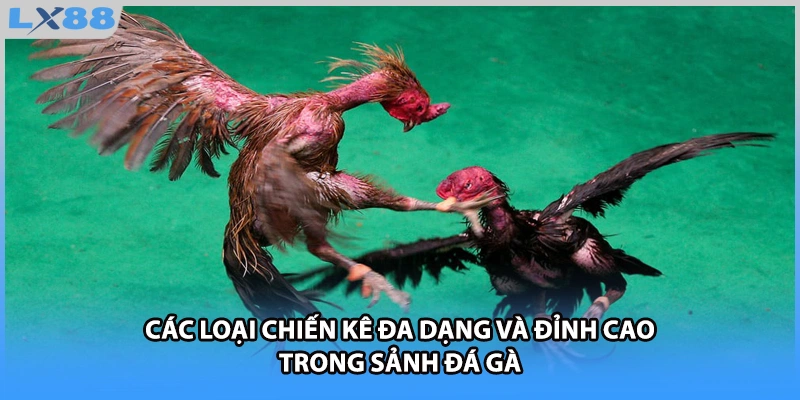 Các loại chiến kê đa dạng và đỉnh cao trong sảnh đá gà