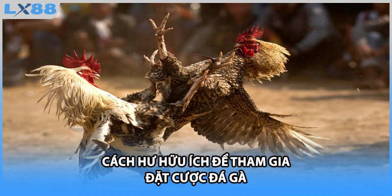 Cách hư hữu ích để tham gia đặt cược đá gà