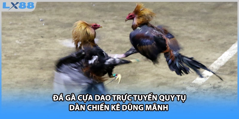 Đá gà cựa dao trực tuyến quy tụ dàn chiến kê dũng mãnh