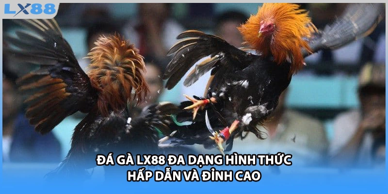 Đá gà LX88 đa dạng hình thức hấp dẫn và đỉnh cao