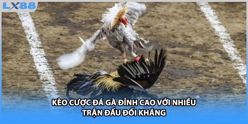 Kèo cược đá gà đỉnh cao với nhiều trận đấu đối kháng 