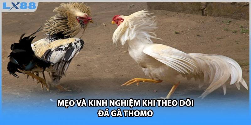 Mẹo và kinh nghiệm khi theo dõi đá gà Thomo
