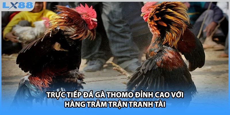 Trực tiếp đá gà Thomo đỉnh cao với hàng trăm trận tranh tài 