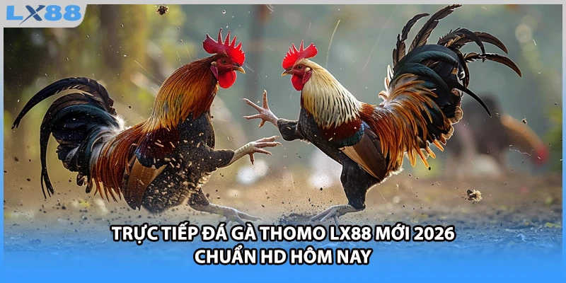 Trực Tiếp Đá Gà Thomo LX88 Mới 2026 Chuẩn HD Hôm Nay