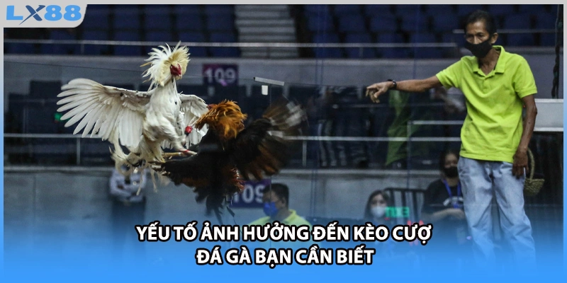 Yếu tố ảnh hưởng đến kèo cược đá gà bạn cần biết